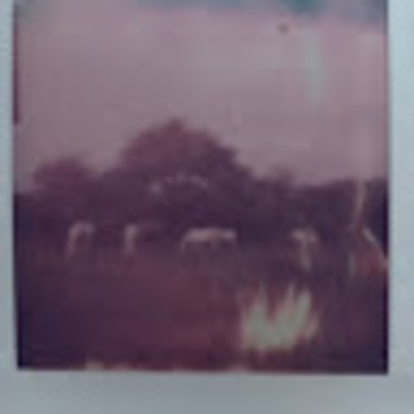 Meet your Posher, George - Picture 1 of 1